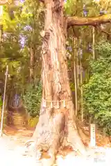 山神社(宮城県)