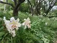白狐山光星寺(山形県)