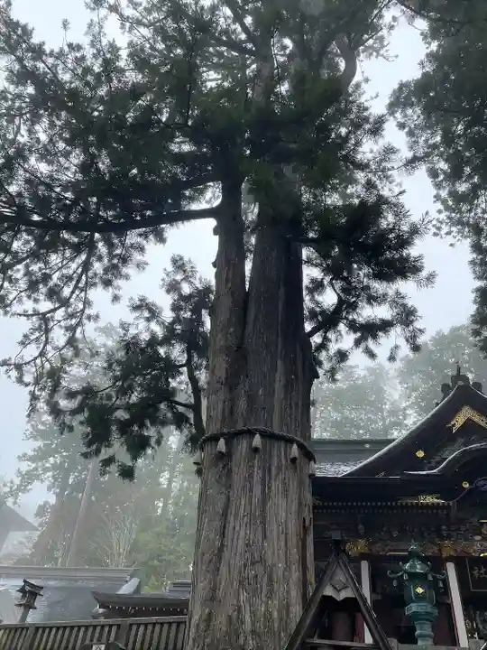 三峯神社(埼玉県)
