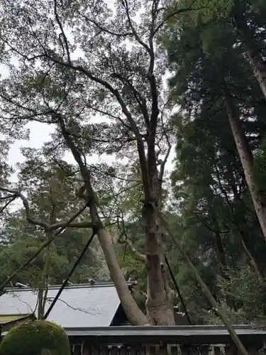天岩戸神社(宮崎県)