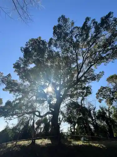 芳養八幡神社の{uncategorized: "未分類", other: "その他", undefined: "問題あり", building: "その他建物", grave: "お墓", sacred_gate: "鳥居", guardian: "狛犬", statue: "像", buddha: "仏像", history: "歴史", nature: "自然", garden: "庭園", animal: "動物", pagoda: "塔", temizu: "手水舎", mountain_gate: "山門・神門", sanctuary: "本殿・本堂", subordinate: "末社・摂社", art: "芸術", scenery: "景色", jizo: "地蔵", ema: "絵馬", goshuin: "御朱印", omikuji: "おみくじ", items: "授与品その他", amulet: "お守り", goshuincho: "御朱印帳", eats: "食事", festival: "お祭り", votive_dance: "神楽", shichigosan: "七五三参", wedding: "結婚式", experience: "体験その他", initially: "初詣", around: "周辺", anti_infection: "感染症対策"}