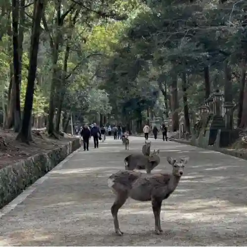春日大社の{uncategorized: "未分類", other: "その他", undefined: "問題あり", building: "その他建物", grave: "お墓", sacred_gate: "鳥居", guardian: "狛犬", statue: "像", buddha: "仏像", history: "歴史", nature: "自然", garden: "庭園", animal: "動物", pagoda: "塔", temizu: "手水舎", mountain_gate: "山門・神門", sanctuary: "本殿・本堂", subordinate: "末社・摂社", art: "芸術", scenery: "景色", jizo: "地蔵", ema: "絵馬", goshuin: "御朱印", omikuji: "おみくじ", items: "授与品その他", amulet: "お守り", goshuincho: "御朱印帳", eats: "食事", festival: "お祭り", votive_dance: "神楽", shichigosan: "七五三参", wedding: "結婚式", experience: "体験その他", initially: "初詣", around: "周辺", anti_infection: "感染症対策"}