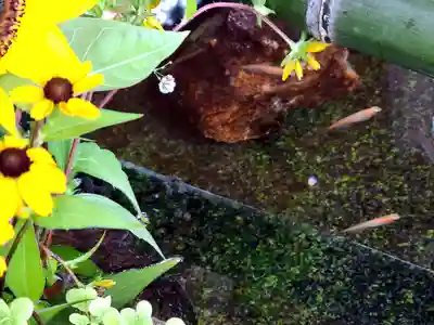 高司神社〜むすびの神の鎮まる社〜の手水舎