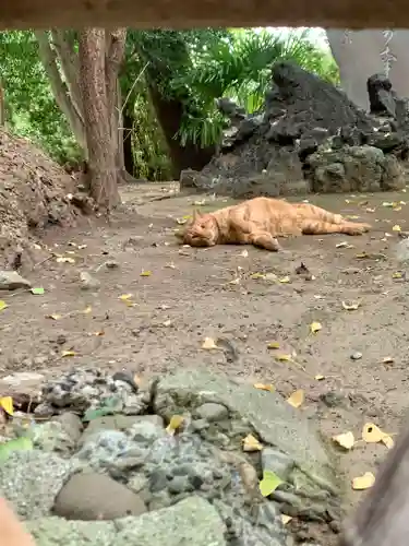 王子神社の動物