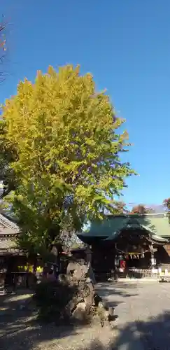 菊田神社の自然