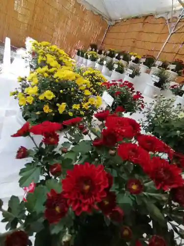 間々田八幡宮の自然