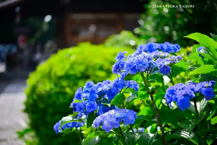本郷氷川神社(東京都)
