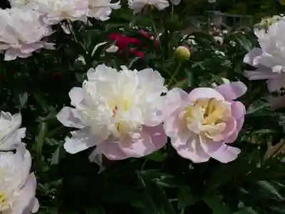 金蛇水神社(宮城県)