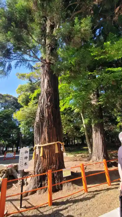 息栖神社の{uncategorized: "未分類", other: "その他", undefined: "問題あり", building: "その他建物", grave: "お墓", sacred_gate: "鳥居", guardian: "狛犬", statue: "像", buddha: "仏像", history: "歴史", nature: "自然", garden: "庭園", animal: "動物", pagoda: "塔", temizu: "手水舎", mountain_gate: "山門・神門", sanctuary: "本殿・本堂", subordinate: "末社・摂社", art: "芸術", scenery: "景色", jizo: "地蔵", ema: "絵馬", goshuin: "御朱印", omikuji: "おみくじ", items: "授与品その他", amulet: "お守り", goshuincho: "御朱印帳", eats: "食事", festival: "お祭り", votive_dance: "神楽", shichigosan: "七五三参", wedding: "結婚式", experience: "体験その他", initially: "初詣", around: "周辺", anti_infection: "感染症対策"}