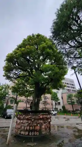 今戸神社の絵馬