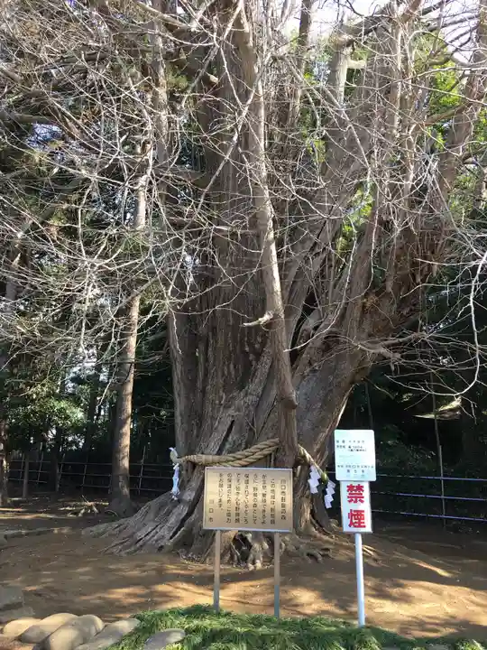 峯ヶ岡八幡神社の自然