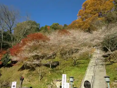 川見薬師寺の自然