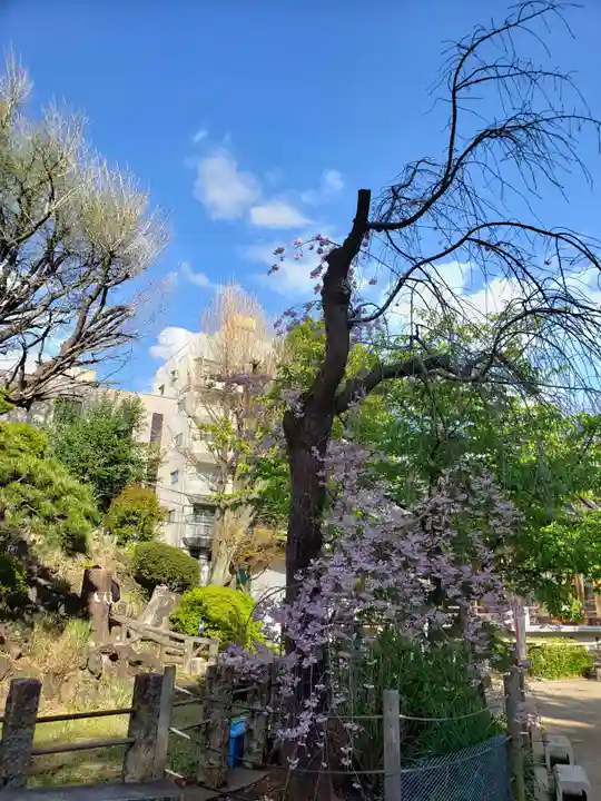 鳩森八幡神社の自然