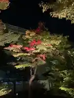 高台寺(高台寿聖禅寺・高臺寺)の自然