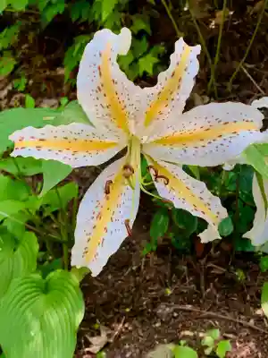 萬蔵稲荷神社の自然