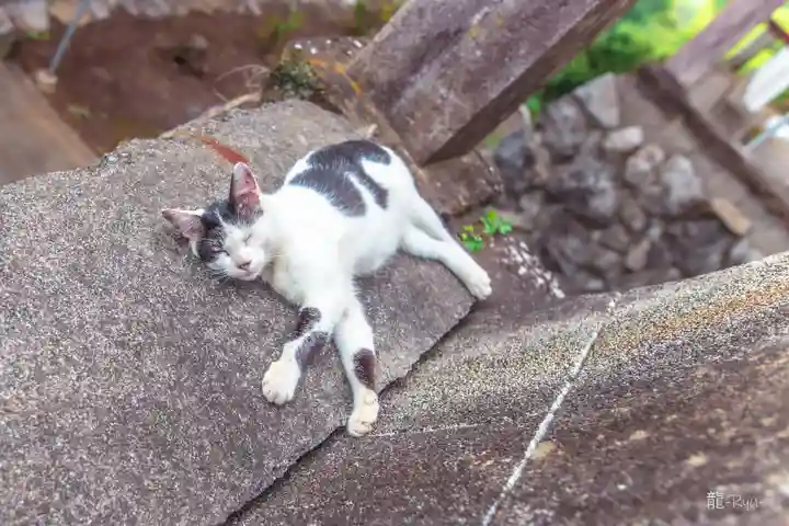 賀茂別雷神社の動物