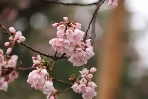 長屋神社の自然