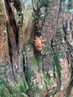 伊王野温泉神社(栃木県)