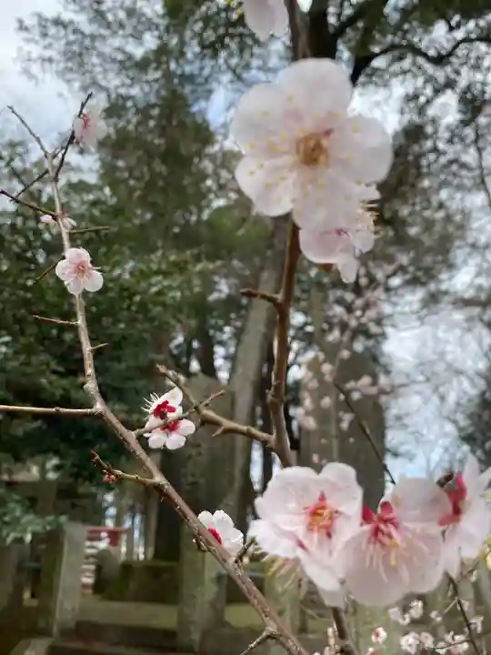 東蕗田天満社の自然