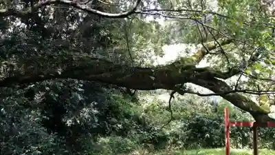 八大龍王水神の自然