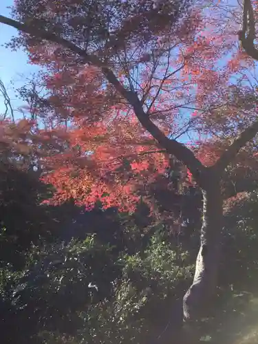 明治神宮の自然