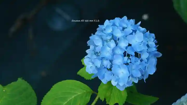 三室戸寺(京都府)