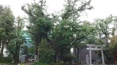 本郷氷川神社(東京都)