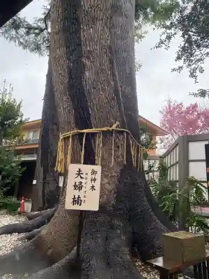 鳩ヶ谷氷川神社の{uncategorized: "未分類", other: "その他", undefined: "問題あり", building: "その他建物", grave: "お墓", sacred_gate: "鳥居", guardian: "狛犬", statue: "像", buddha: "仏像", history: "歴史", nature: "自然", garden: "庭園", animal: "動物", pagoda: "塔", temizu: "手水舎", mountain_gate: "山門・神門", sanctuary: "本殿・本堂", subordinate: "末社・摂社", art: "芸術", scenery: "景色", jizo: "地蔵", ema: "絵馬", goshuin: "御朱印", omikuji: "おみくじ", items: "授与品その他", amulet: "お守り", goshuincho: "御朱印帳", eats: "食事", festival: "お祭り", votive_dance: "神楽", shichigosan: "七五三参", wedding: "結婚式", experience: "体験その他", initially: "初詣", around: "周辺", anti_infection: "感染症対策"}