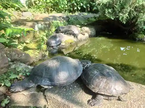 江島神社の動物