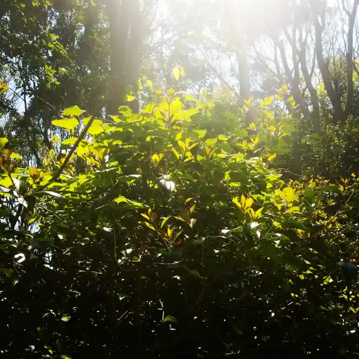 鹿島神宮の自然