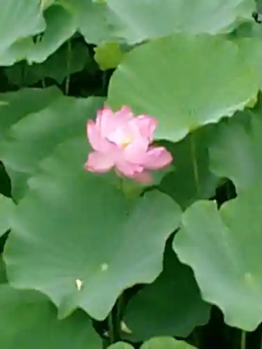 鶴岡八幡宮の自然
