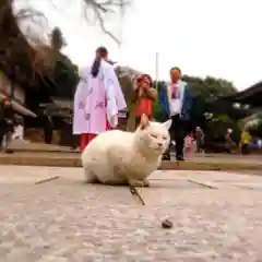 吉備津神社の動物