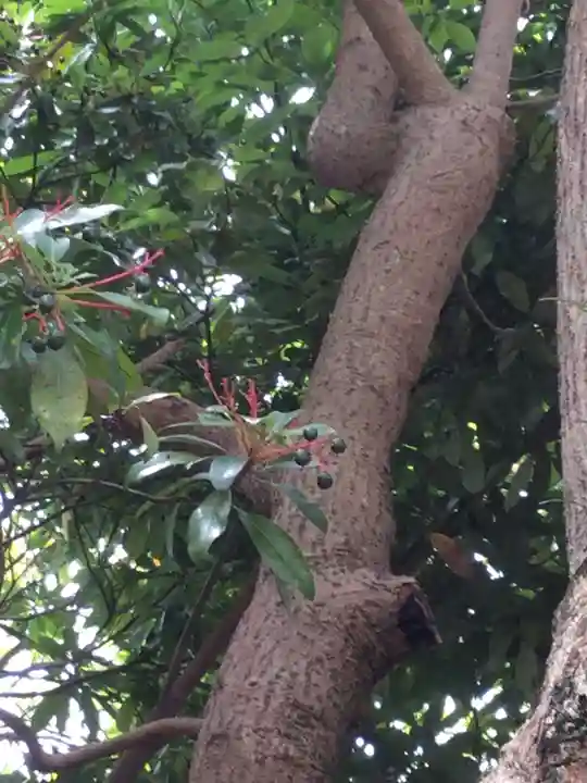 八坂大神の自然