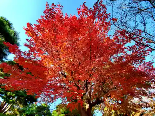 開成山大神宮の自然