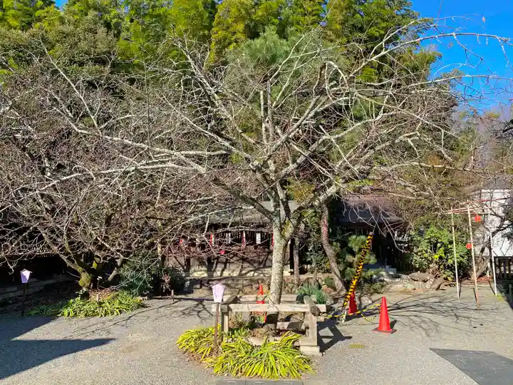 平野神社の自然
