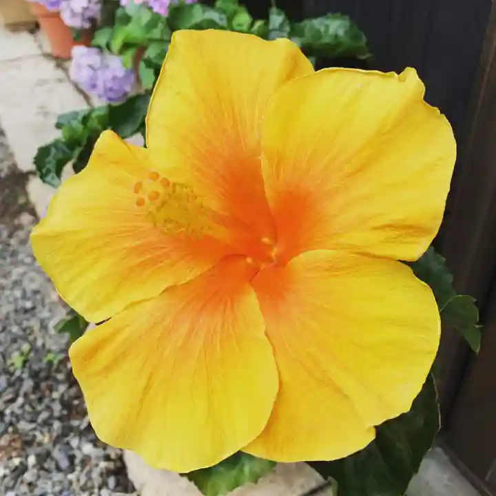 豊景神社の自然