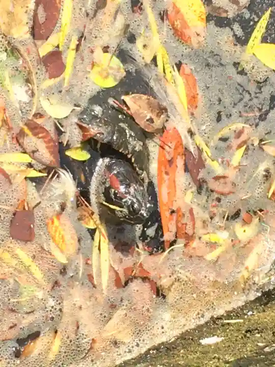 平塚八幡宮の動物