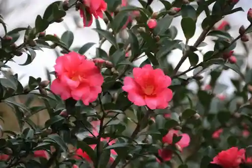 阿久津「田村神社」（郡山市阿久津町）旧社名：伊豆箱根三嶋三社の庭園