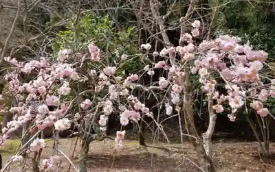 北畠神社の自然