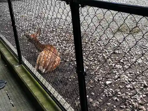 彌彦神社(新潟県)