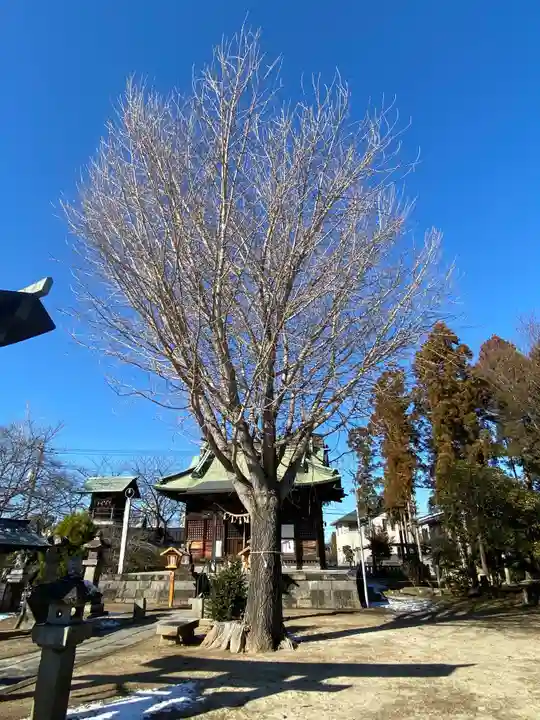 諏訪神社の自然
