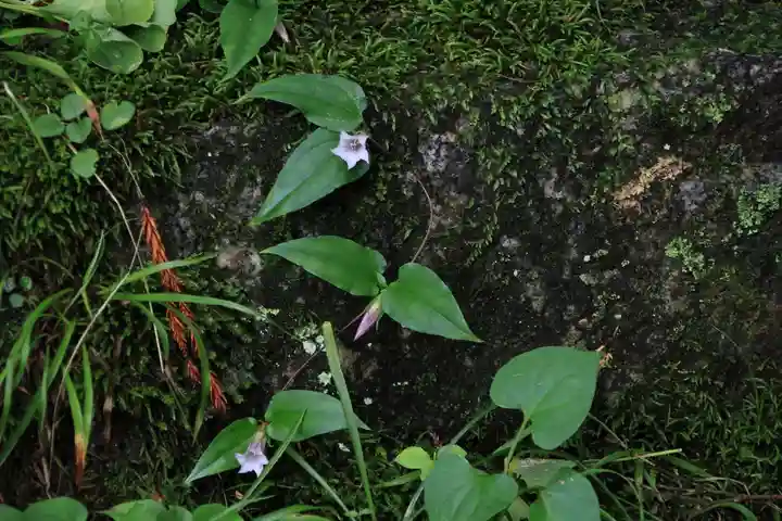 三春大神宮の自然