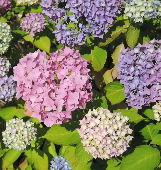 観音正寺の自然