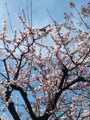 成願寺(東京都)