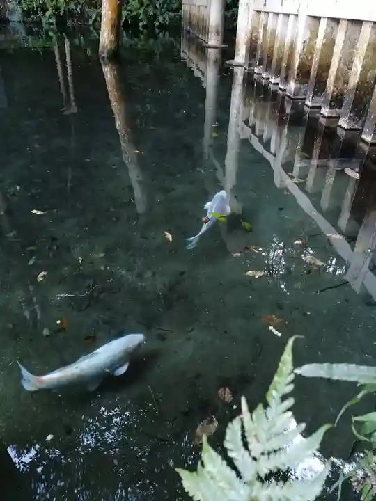 鹿島神宮の動物