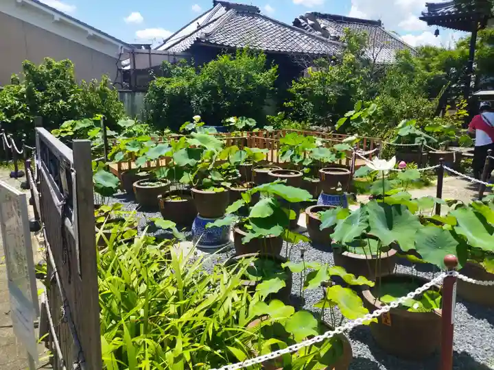 大蓮寺(京都府)