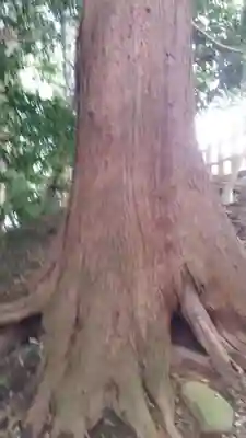 菊宮神社の自然