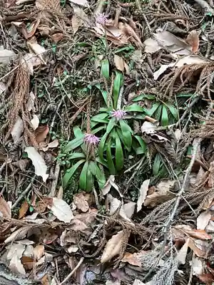 尾張冨士大宮浅間神社(愛知県)