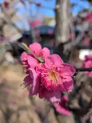 妙法寺(東京都)