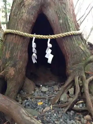 戸隠神社奥社の自然